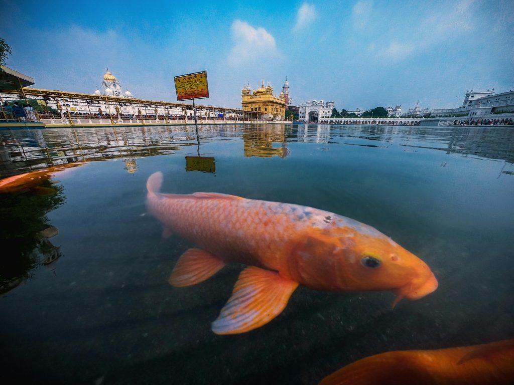 Goldfish In Golden Temple 